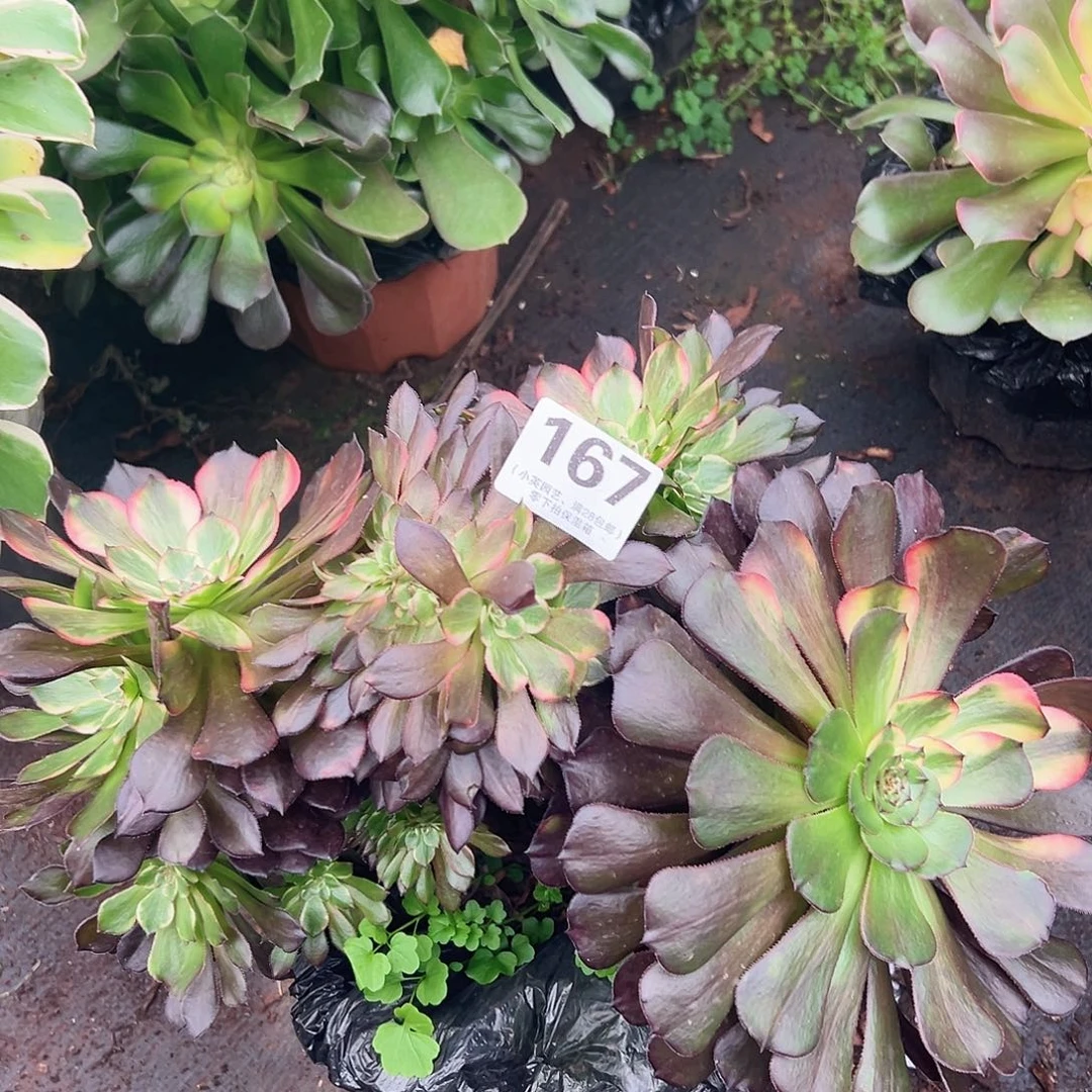 烟花缀167多肉植物多肉植物