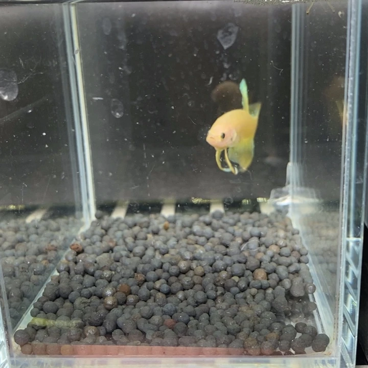 斗鱼泰国斗鱼520号