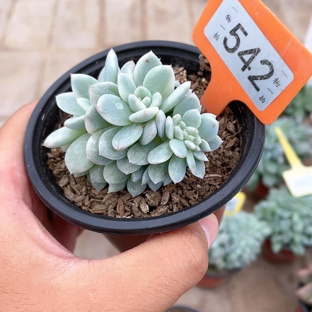 এ***࿐542号多肉植物盆栽