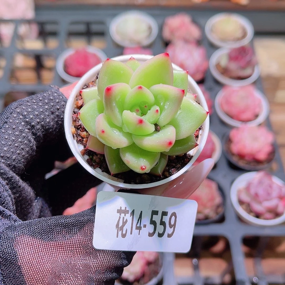 花利美14-559新品