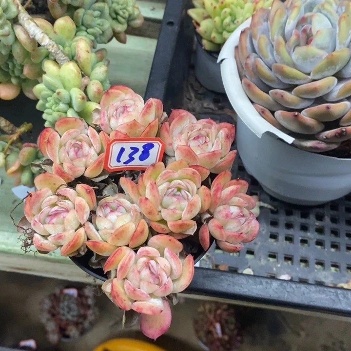 锦**?一物一拍草莓冰多肉138