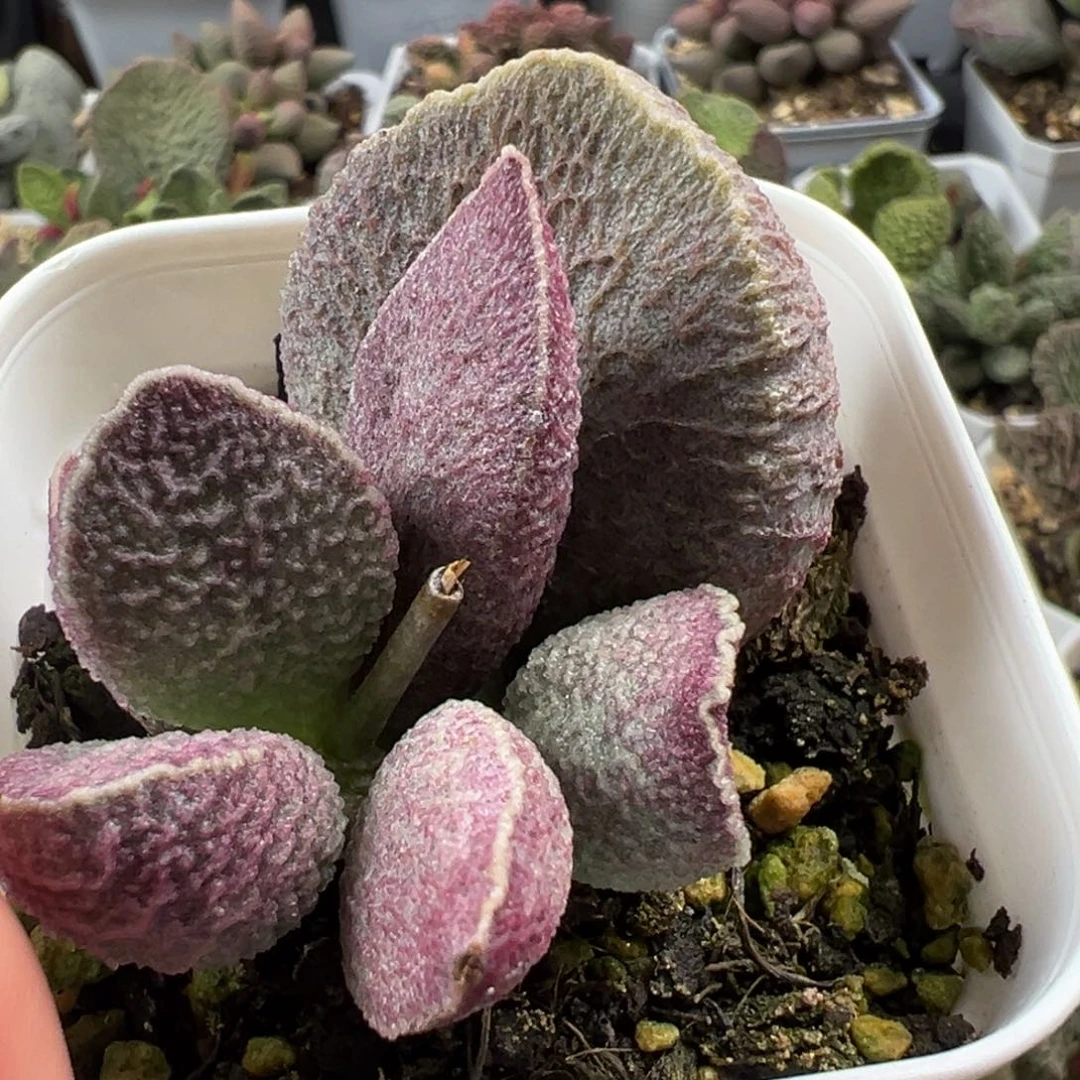 哈莫猪肝大苗多肉植物水泡