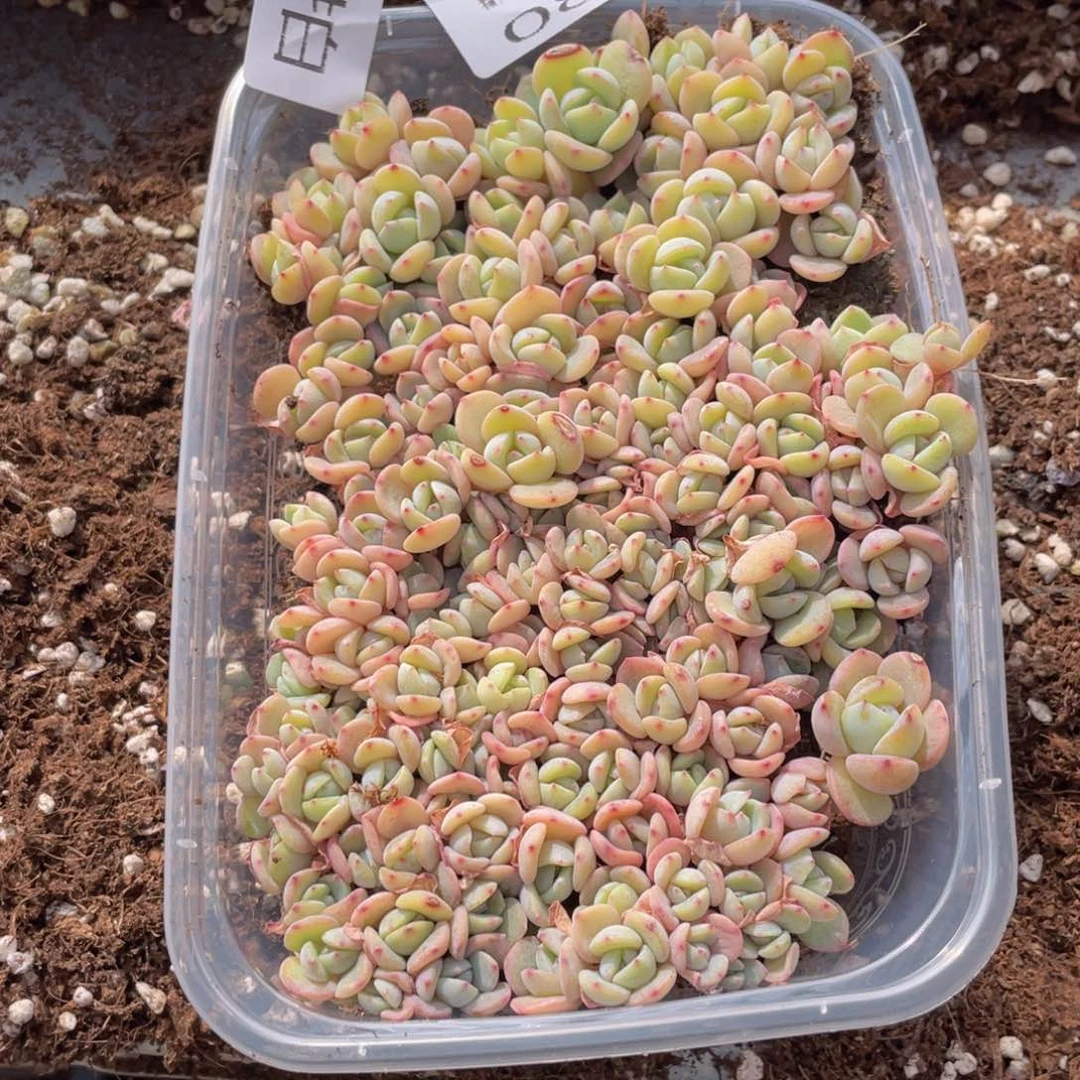 云糖心多肉植物88