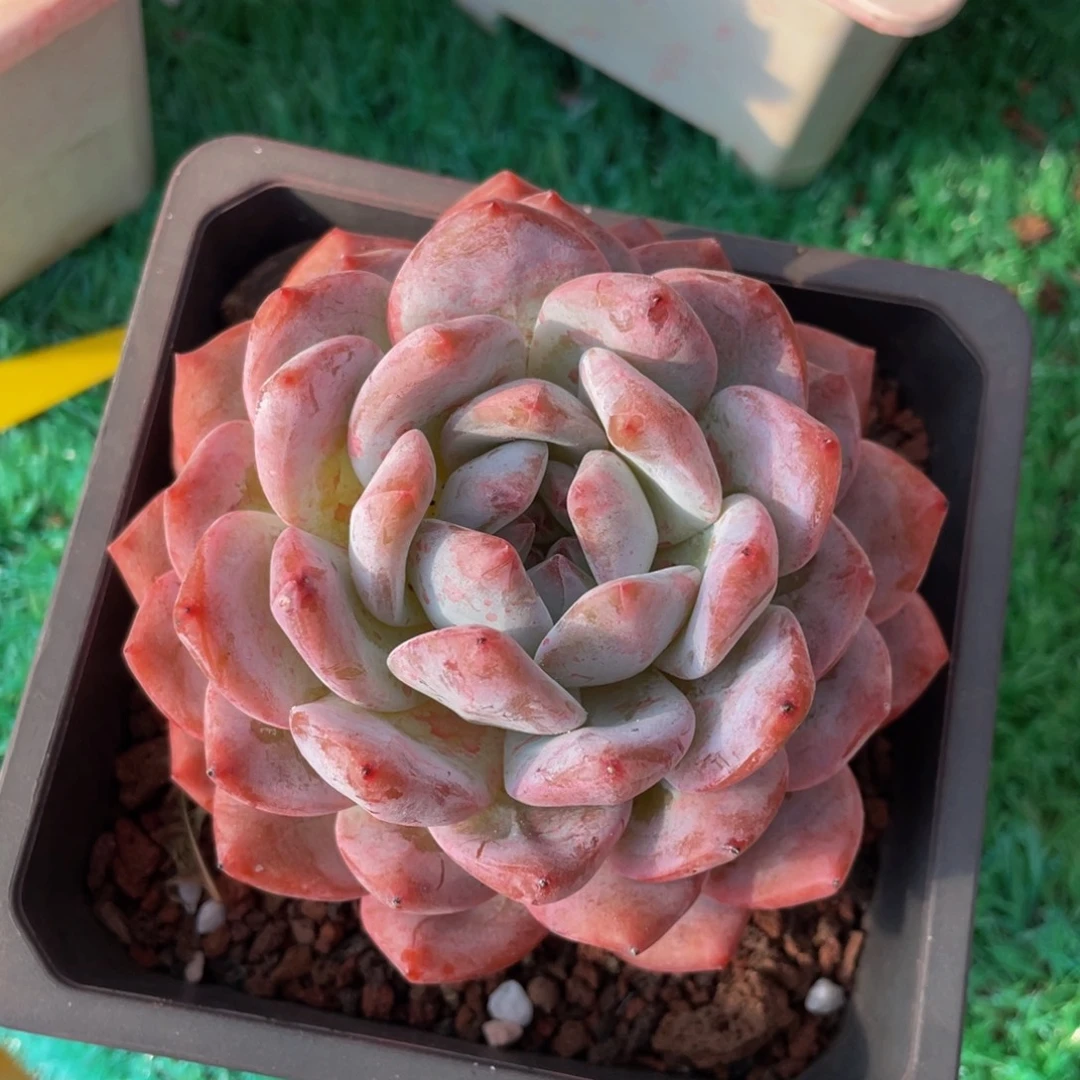 多肉植物盆栽多肉