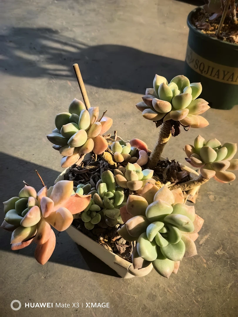 带盆发货好养的阳台盆栽多肉植物