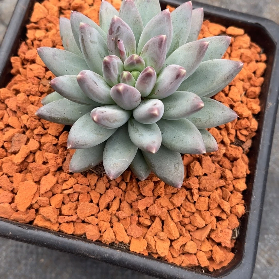 多肉植物雪戴丽多肉