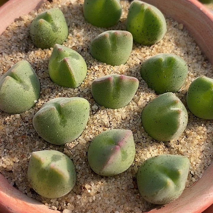 30511空蝉样本一颗