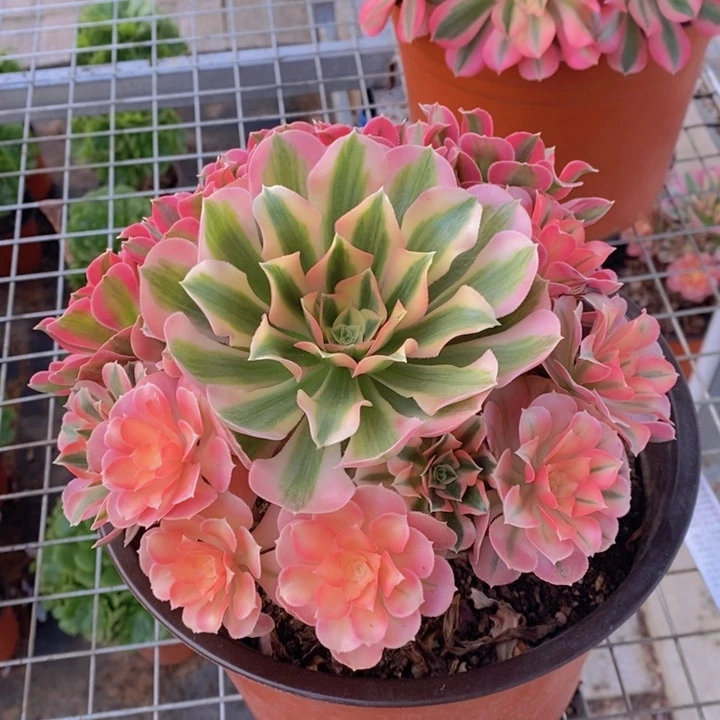 闪购法师1棵粉女巫