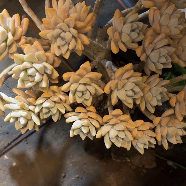 今***！幸运的是我还没遇到过