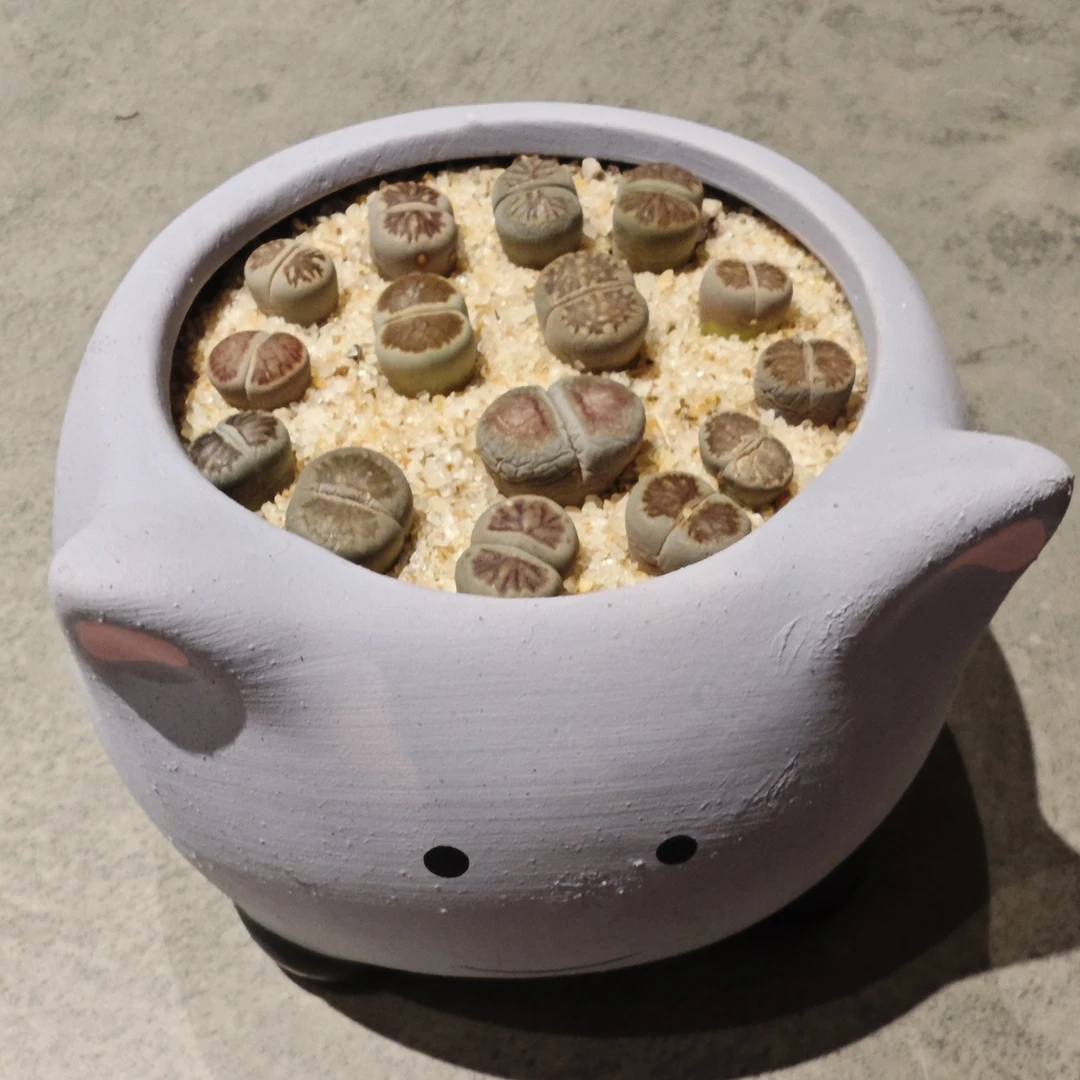 紫嗷喵-紫菊猫盆生石花新手好养套餐