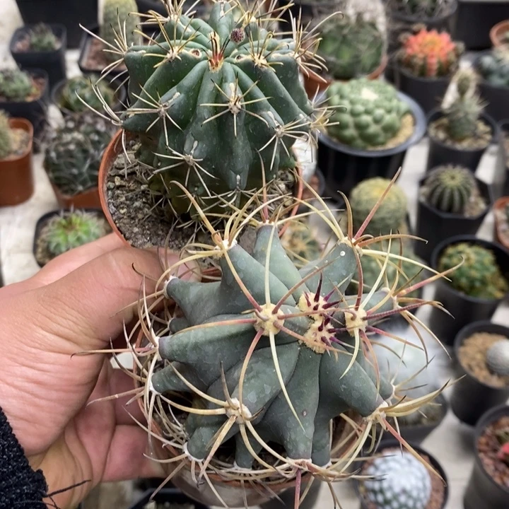 江守玉黑罗莎孤品2颗