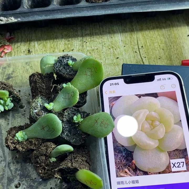 熊猫x27芽苗一个多肉