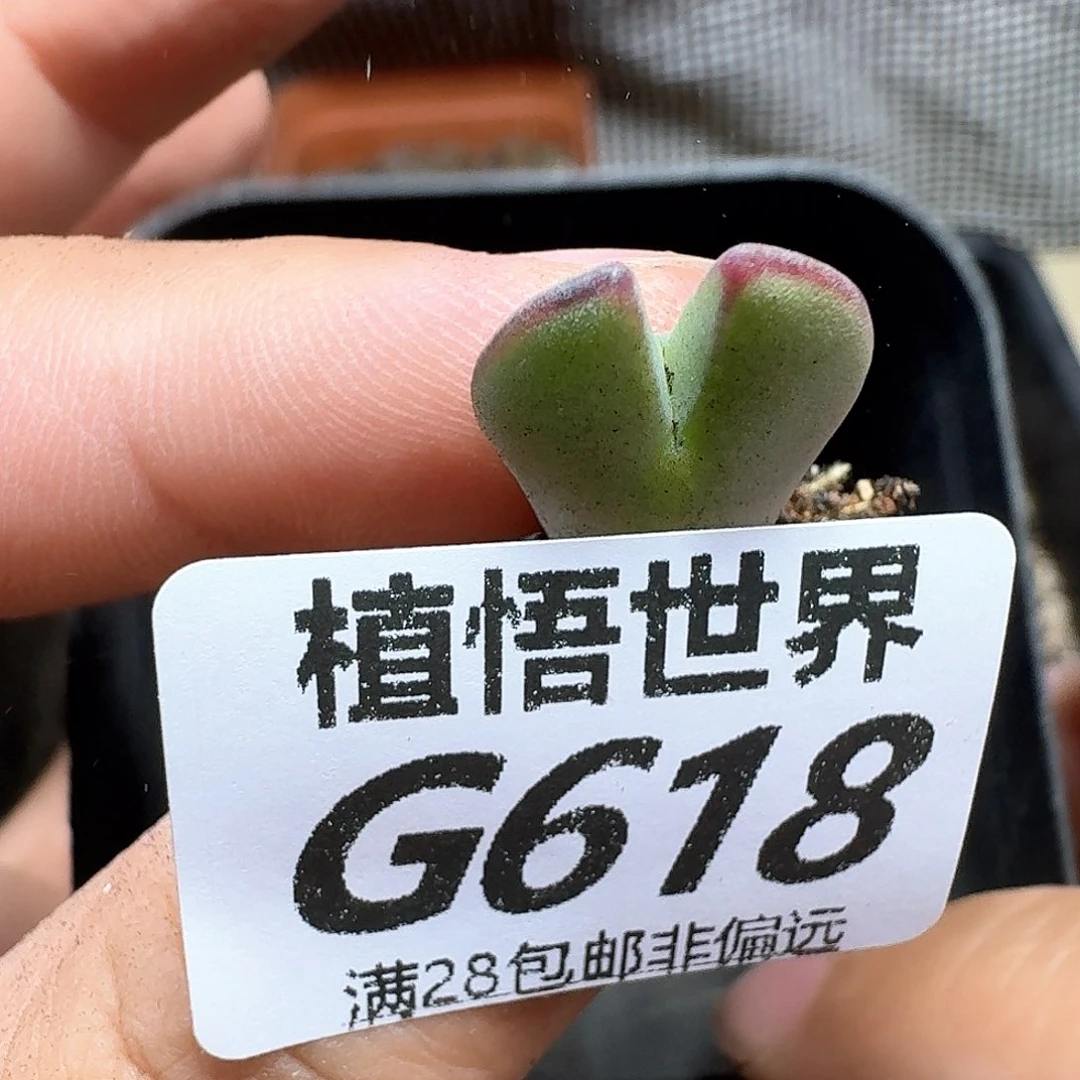 多肉植物的润泽额fg