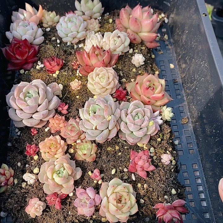 120 多肉植物盆栽花卉植物
