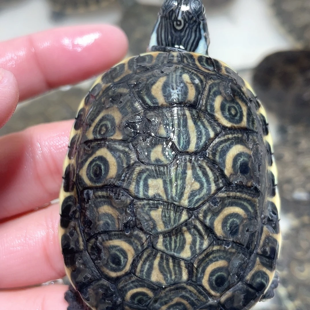 宠物龟不分公母错甲大河