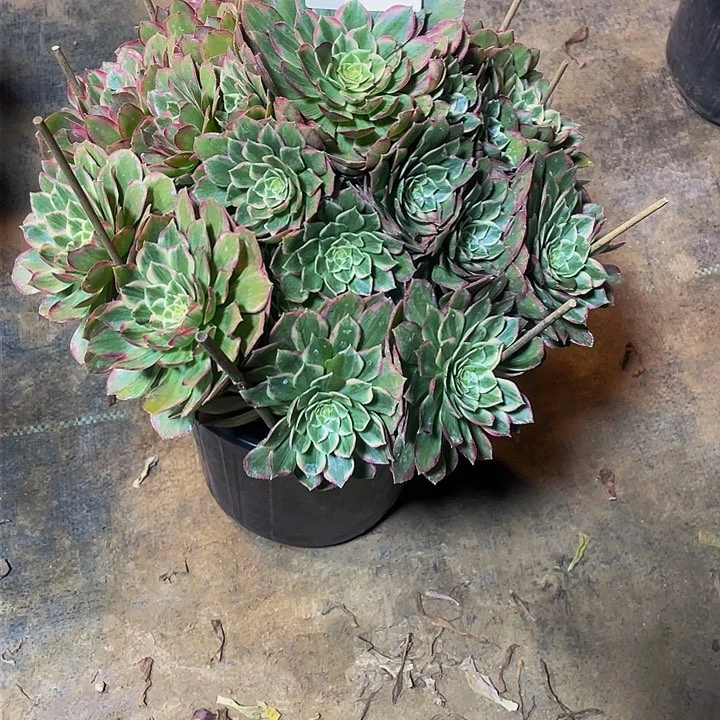 熙*多肉法师375号莲花座