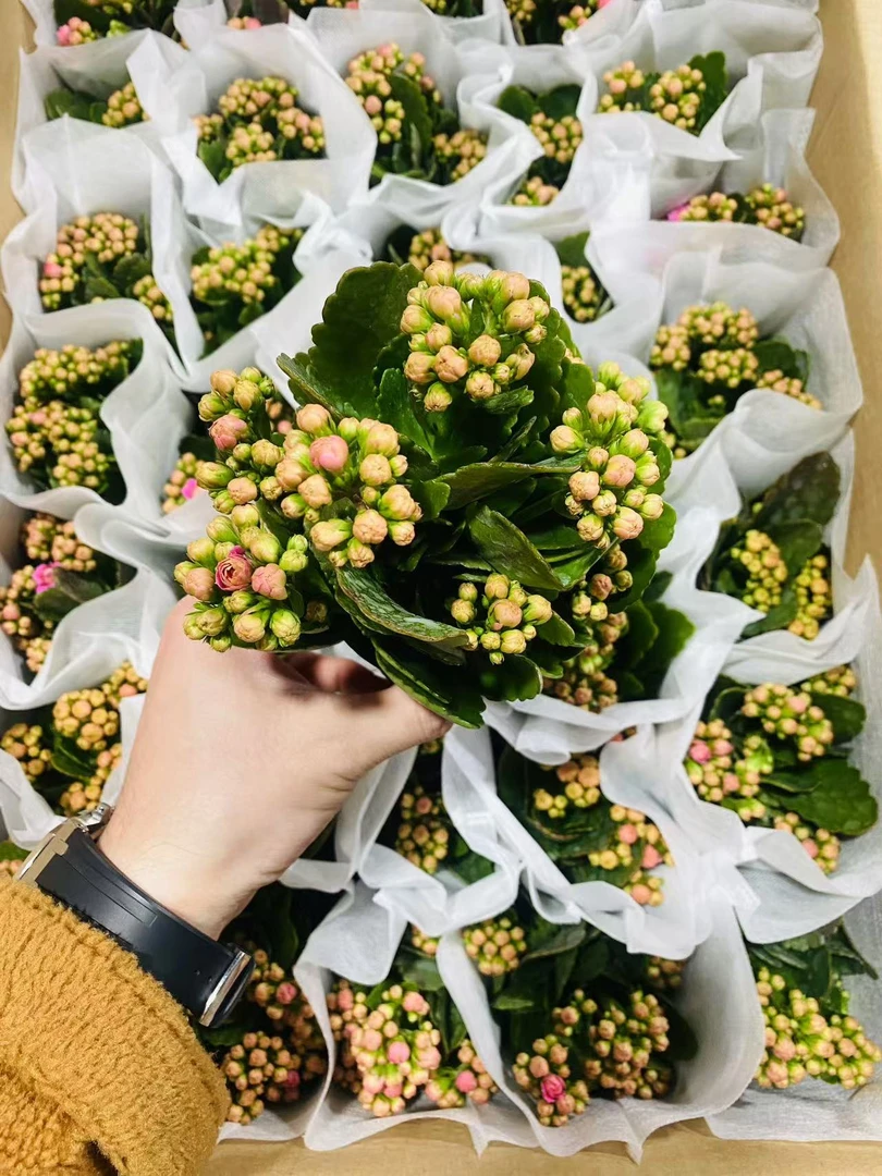 粉黛长寿花重瓣大花