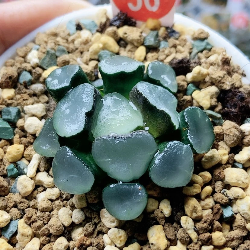【闪购商品】空门56