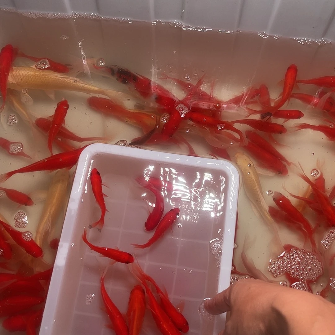 锦鲤包邮，包损，包包53