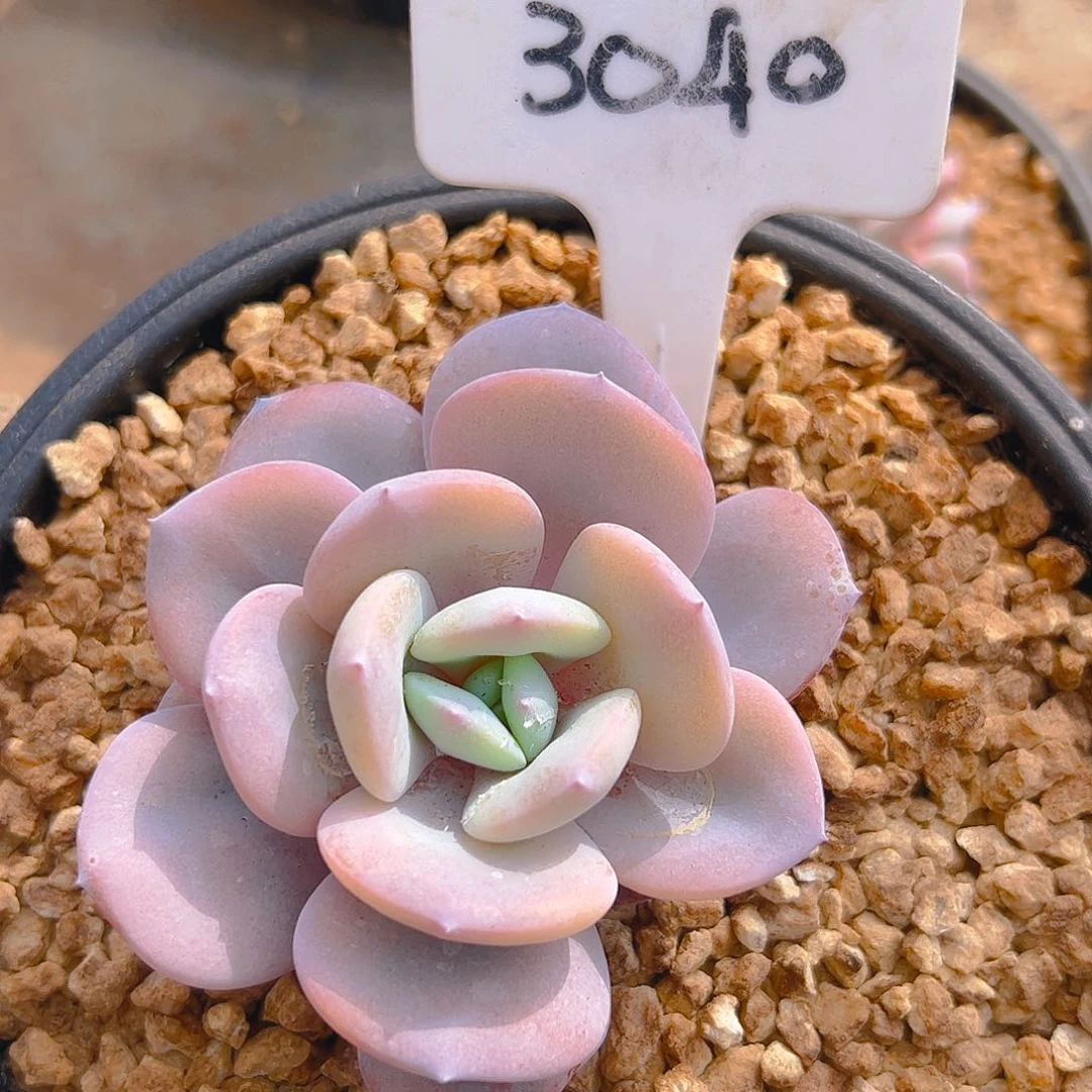 小奶茶3040号一物一拍