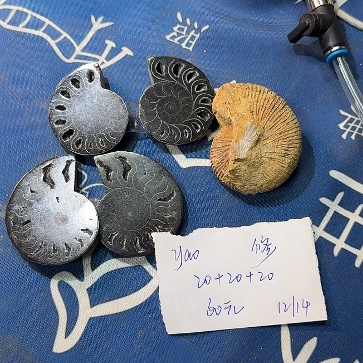 石楠木化石化石摆件化石
