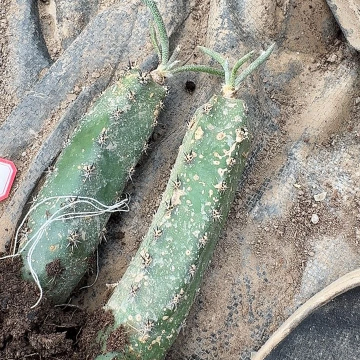 荣*袖蒲嫁接美杜莎仙人球