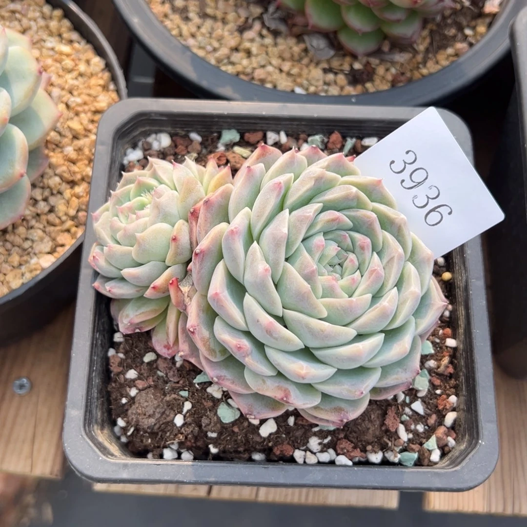 刚****坑3936多肉多多多多多