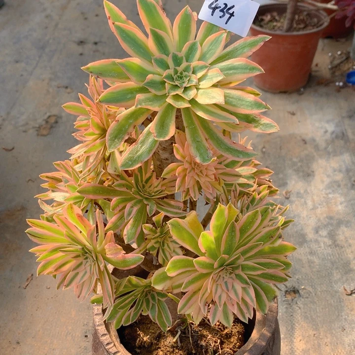 434夕颜仙子捧花朵朵