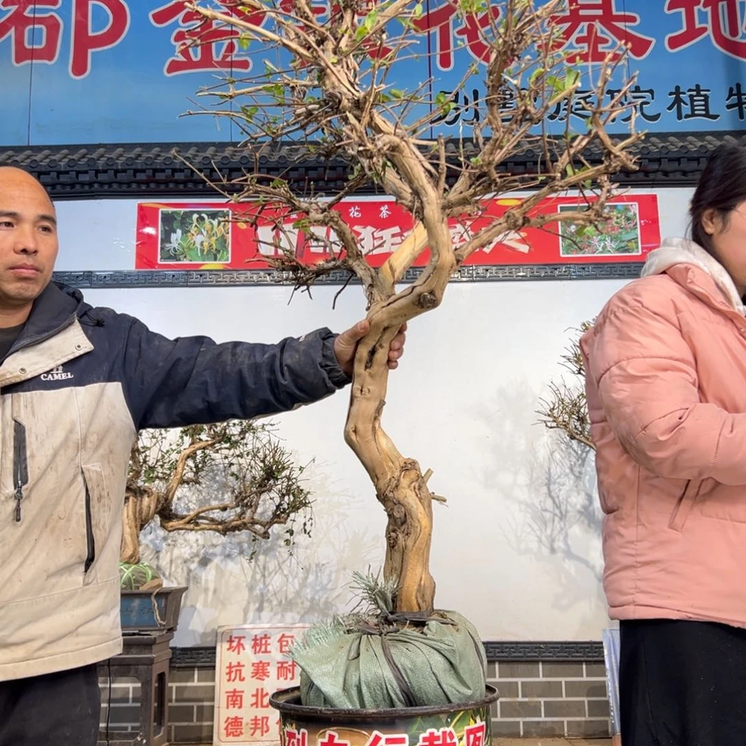 无花朵金银花88888