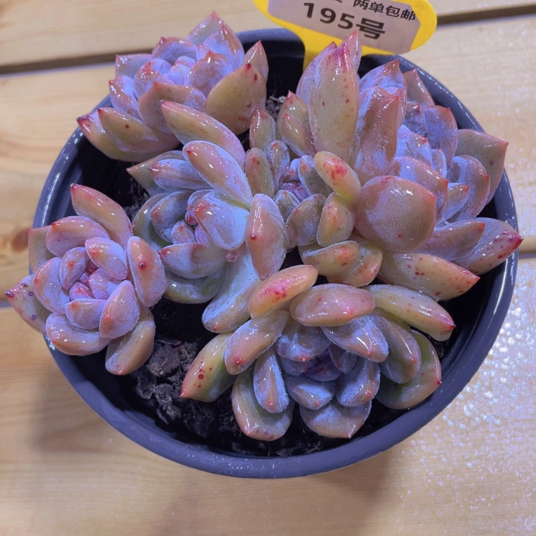 195号 六头石榴籽星影飘枝