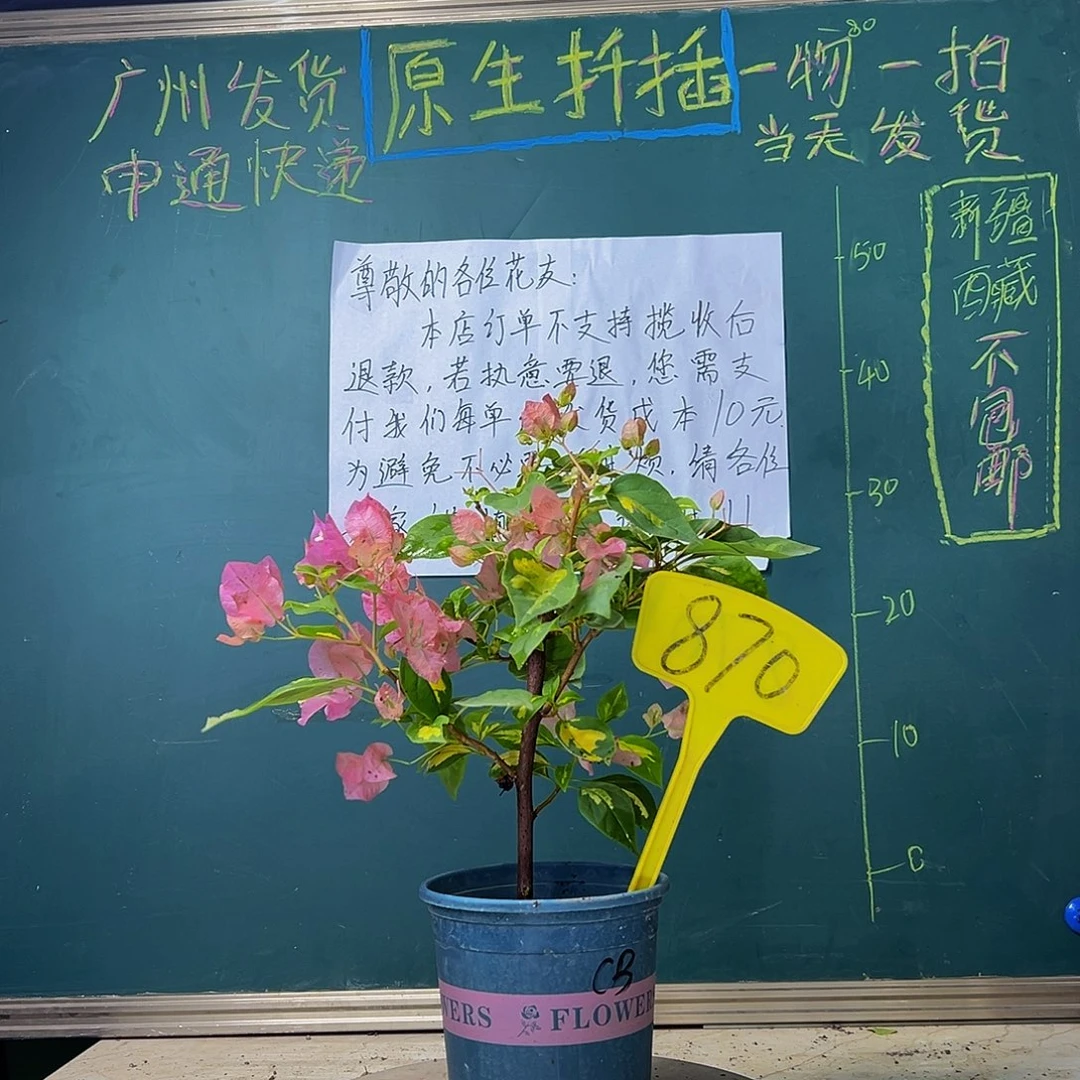 当前无花栽培后可以开花 金心橙白 870