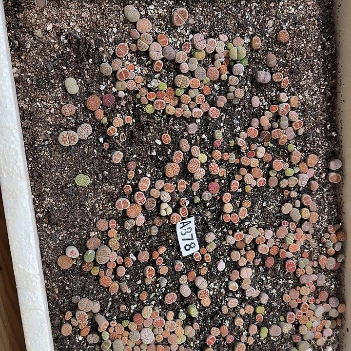 878生石花整筐脱土发货