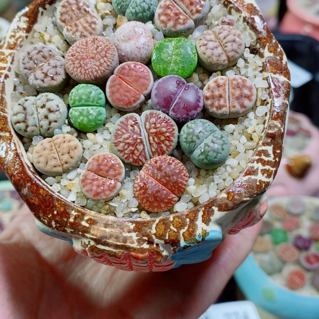 生石花花花花开了776