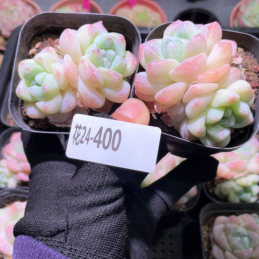 ʕ****ʔ花利美24-400冰玉2颗