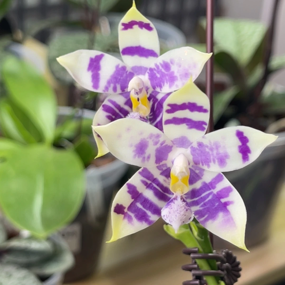 完全开放柳林3732-1157