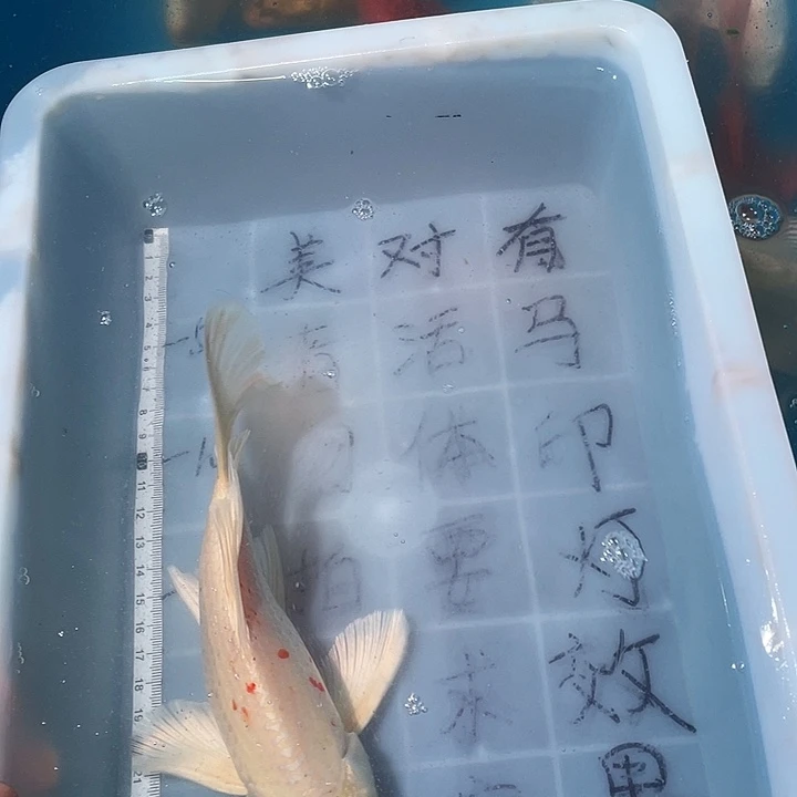 蝴蝶鲤鱼渔场直发鱼缸