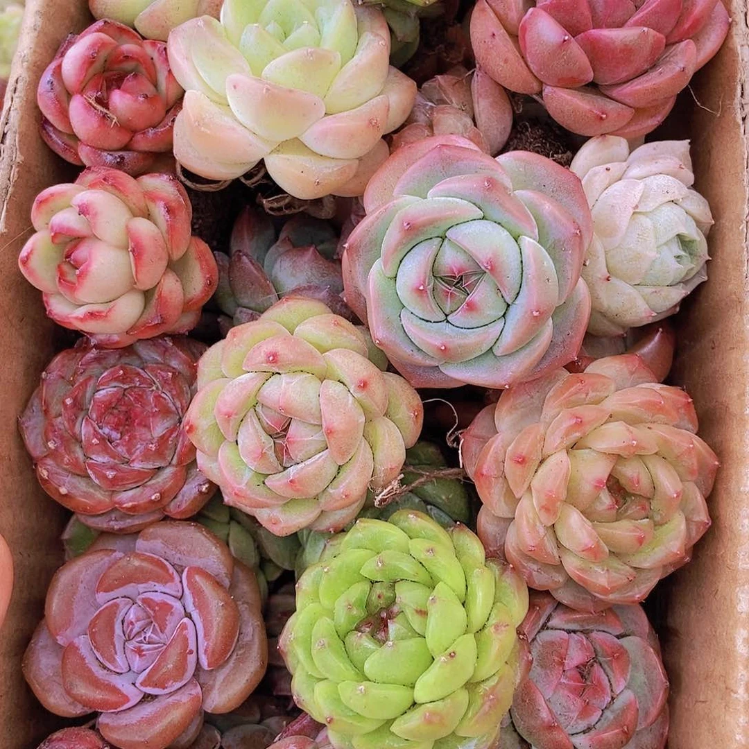 00000000001量拍保底20颗