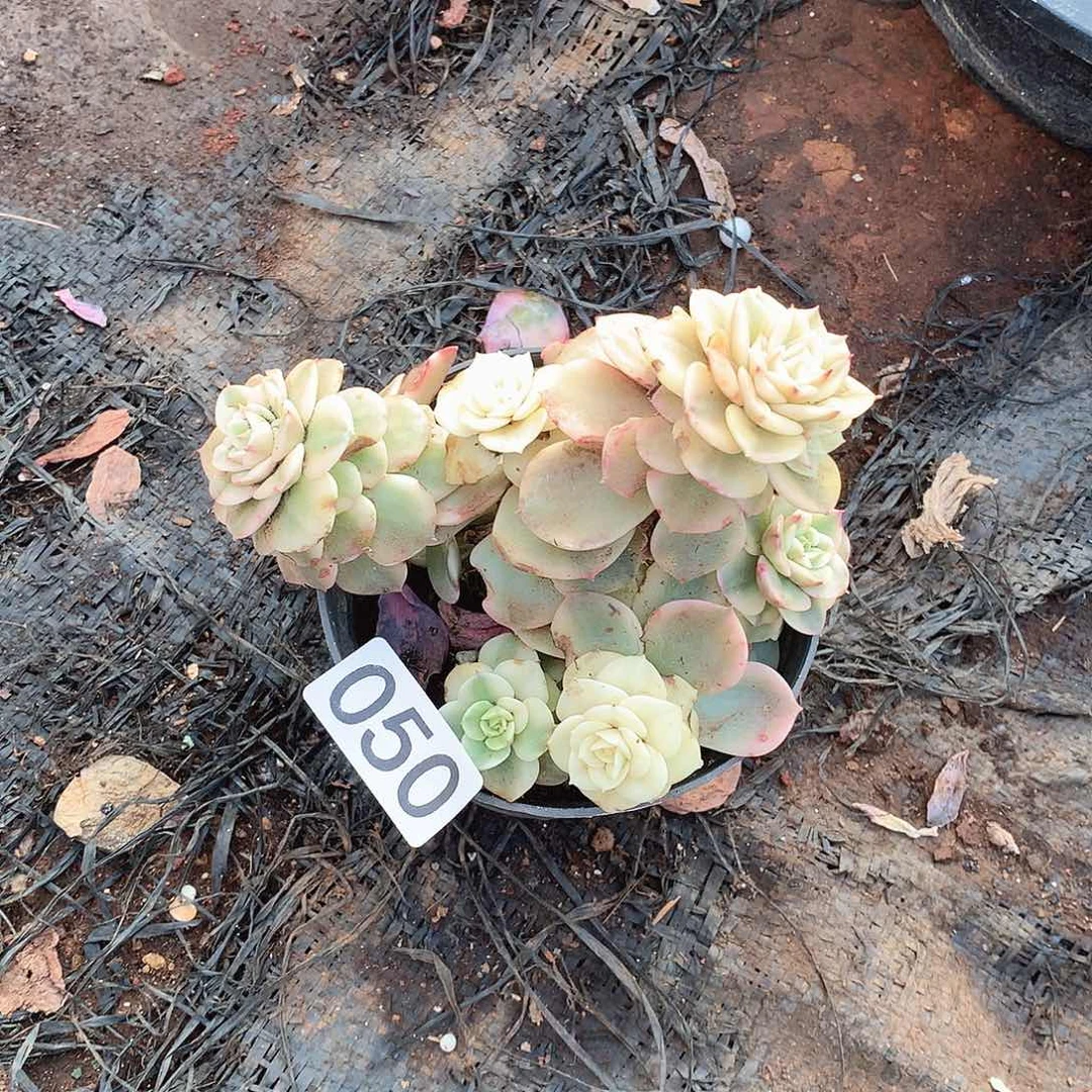 050蜡牡丹锦一物一拍多肉