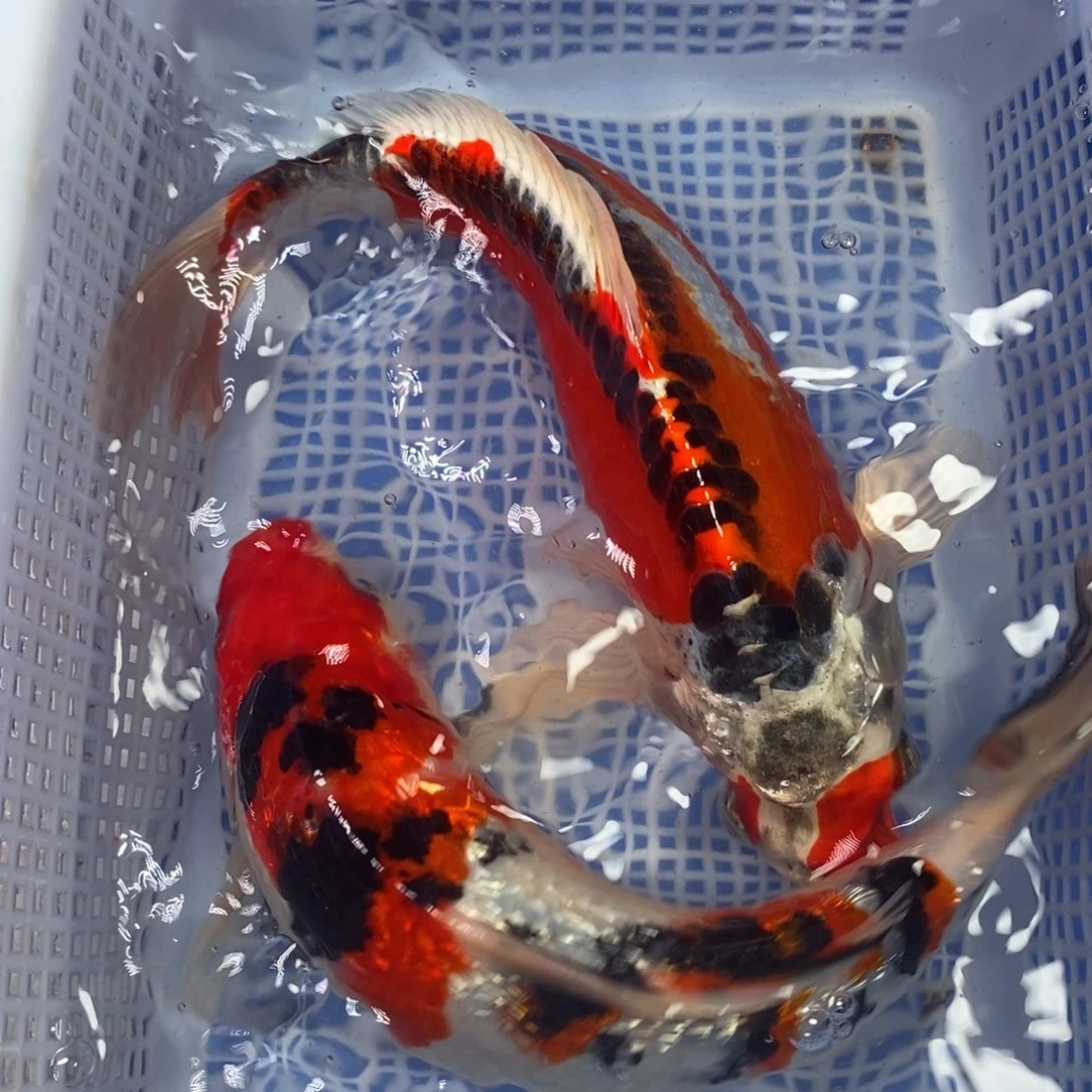 锦鲤冷水锦鲤包邮