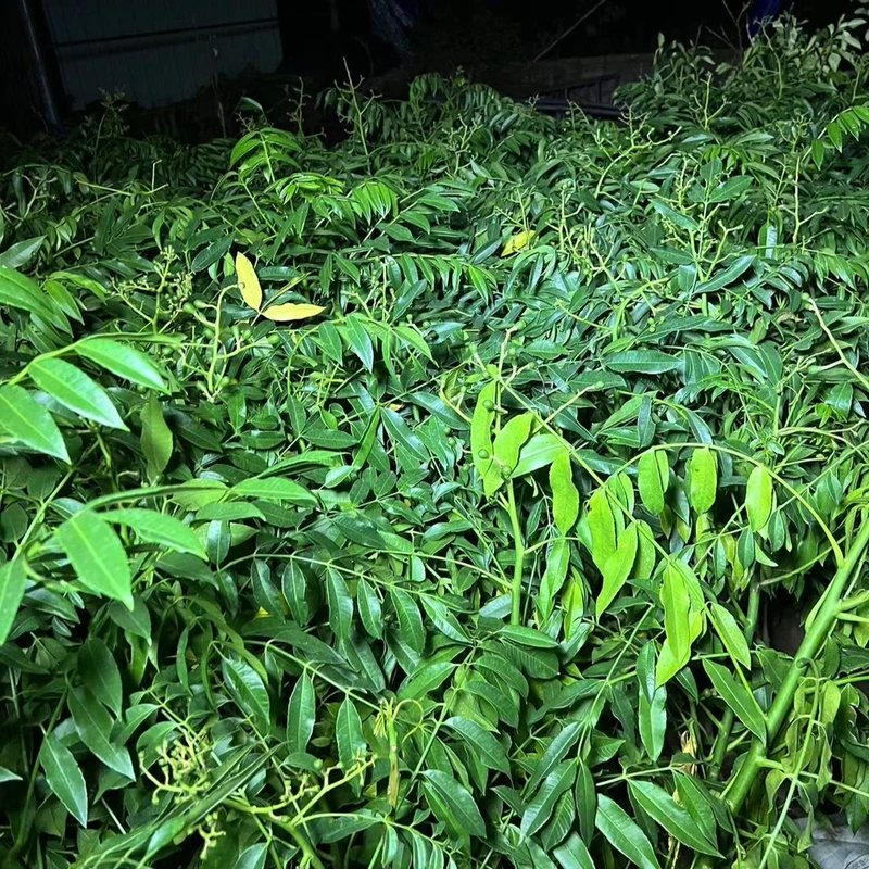 四季太平洋橄榄 盆栽 地栽 当年开花结果 好管理好种植