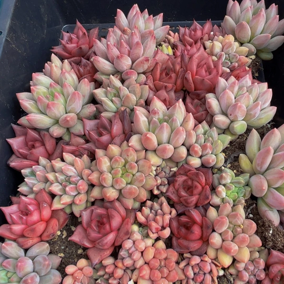 449的最后一天了啊呜呜