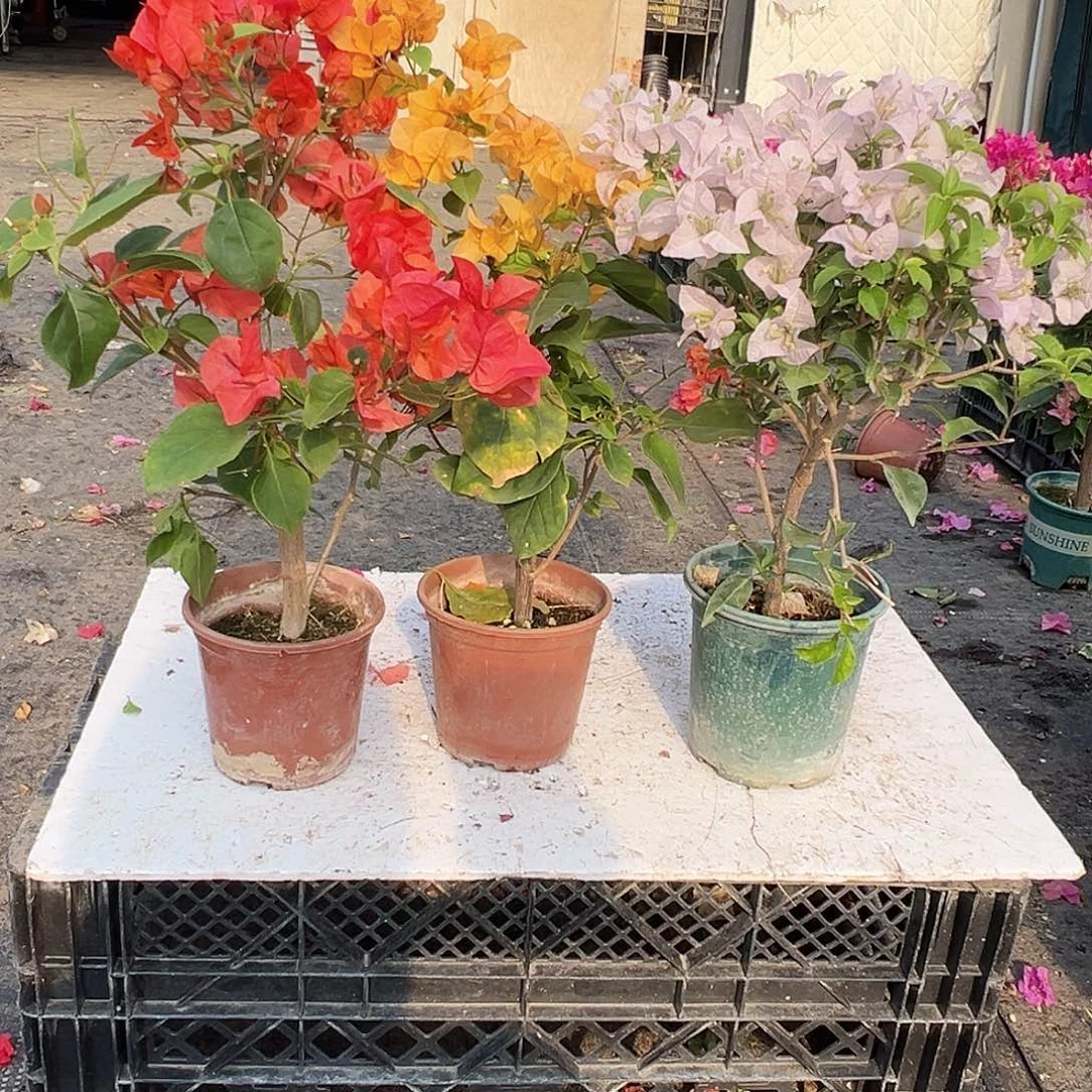 鲁***乐大部分花苞少量开放夕阳红，加州黄，苹果花组合