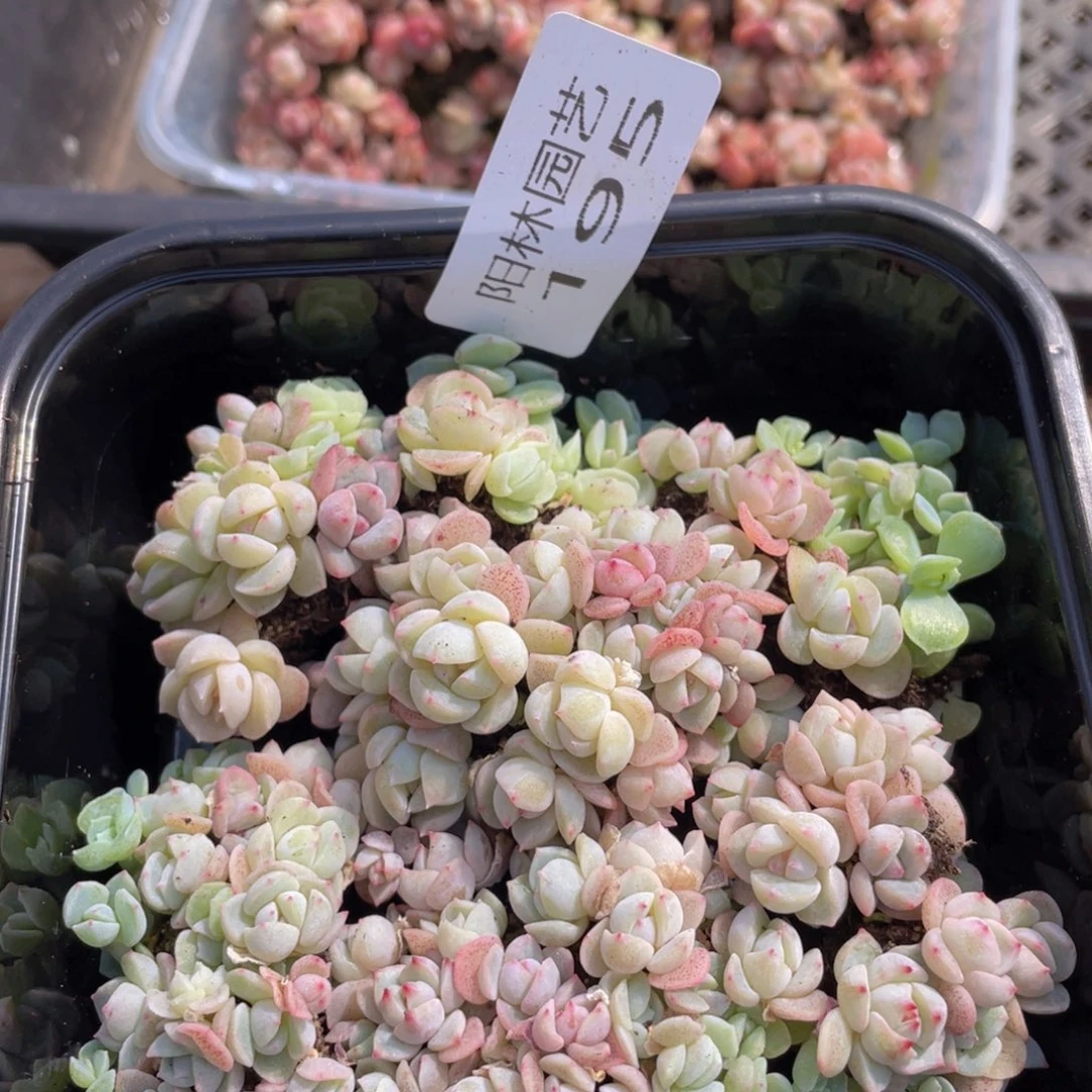 多肉植物多肉植物195