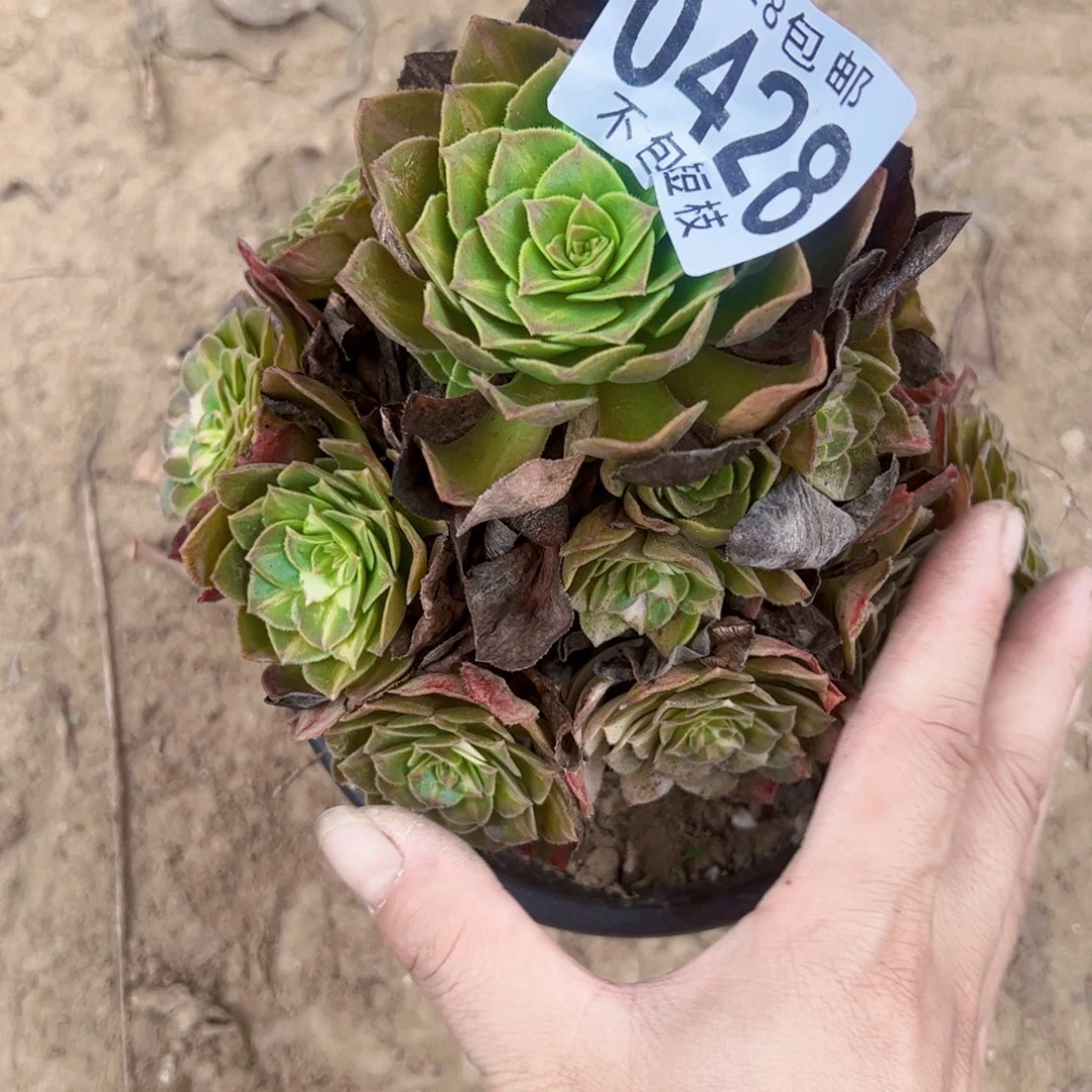 海王7彩多肉植物法师0428