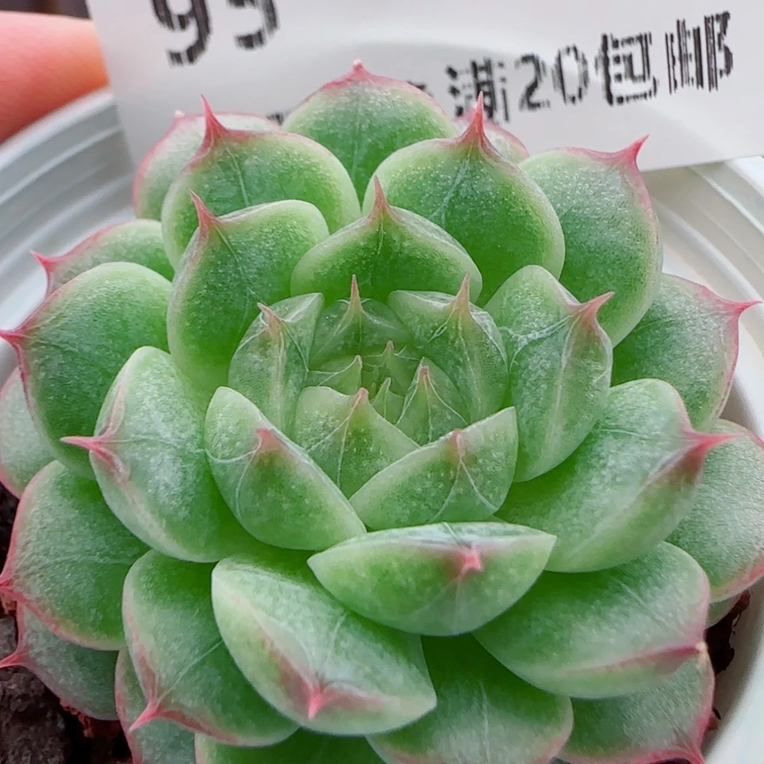 花语逸镜0924-95糖心珍妮