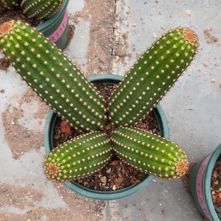 l***w仙人球金一一物一拍