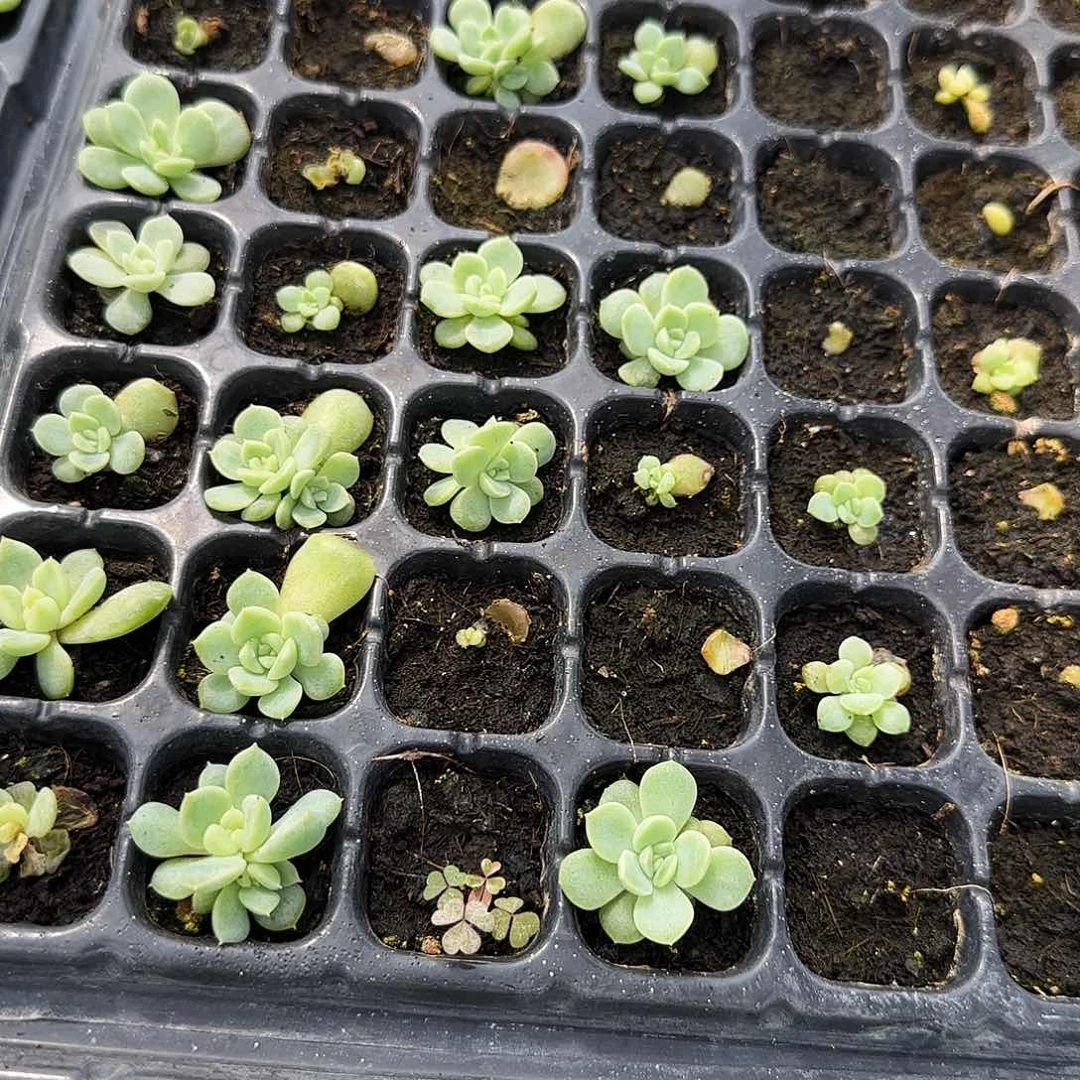 255 中苗穴一个满25包邮