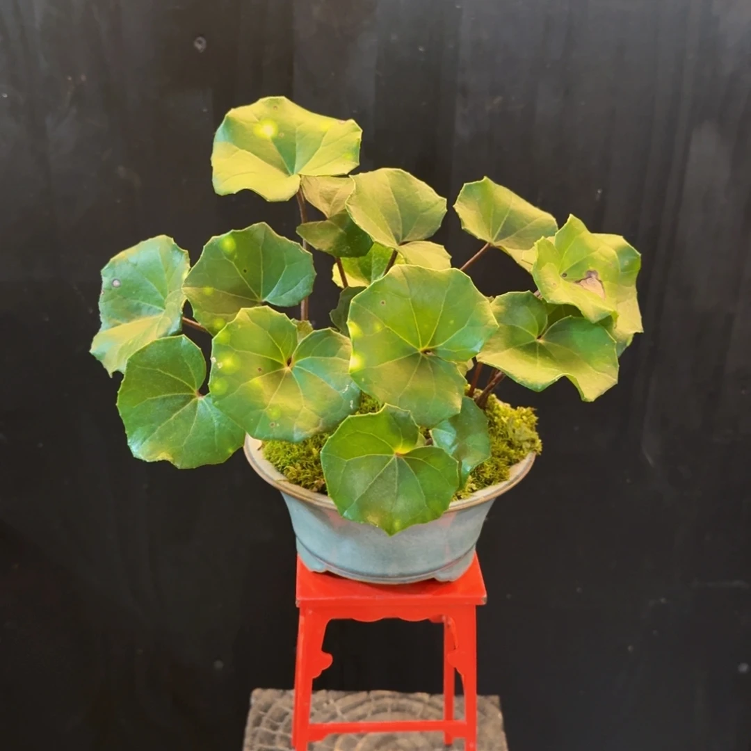 无花朵山野草陶盆