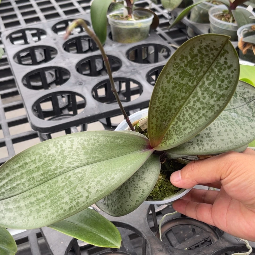 完全开放1942 3寸带梗JG2314 一物一拍