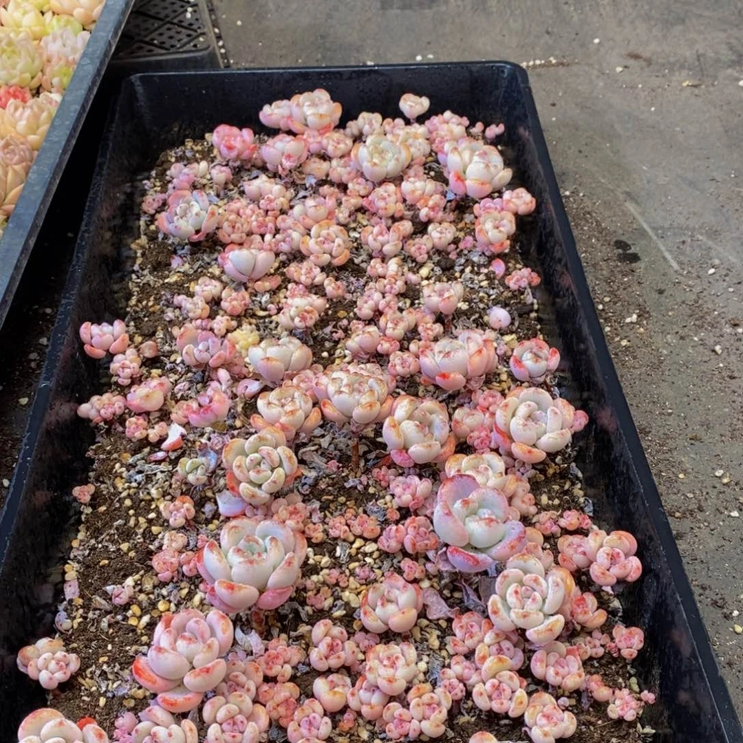 573多肉植物保护研究所所长助理